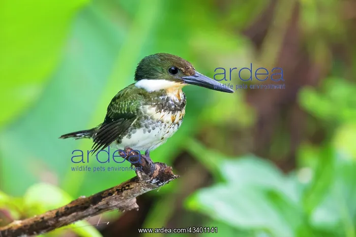 : Green kingfisher perched in small bush beside pond : Green kingfisher perched in small bush beside pond