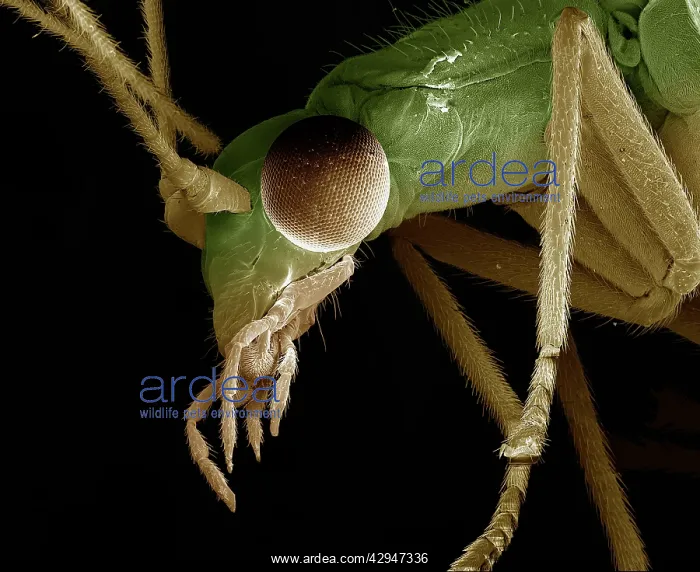  : Green Lacewing