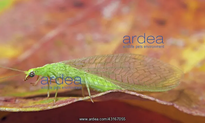 : Green Lacewing : Green Lacewing