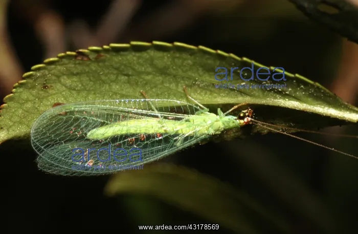 : Green Lacewing : Green Lacewing