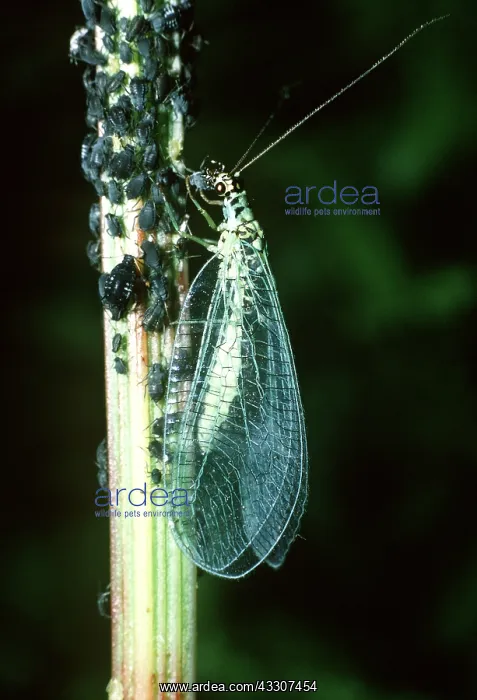 : GREEN LACEWING - Eating Aphids (Aphis fabae) : GREEN LACEWING - Eating Aphids (Aphis fabae)