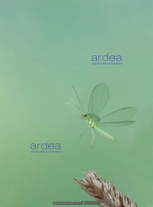 : Green Lacewing - in flight taking off : Green Lacewing - in flight taking off