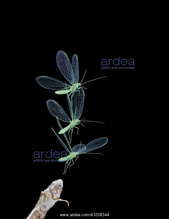 : Green Lacewing - in flight taking off : Green Lacewing - in flight taking off