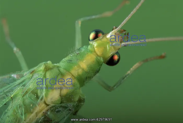 : Green Lacewing - portrait - close-up : Green Lacewing - portrait - close-up
