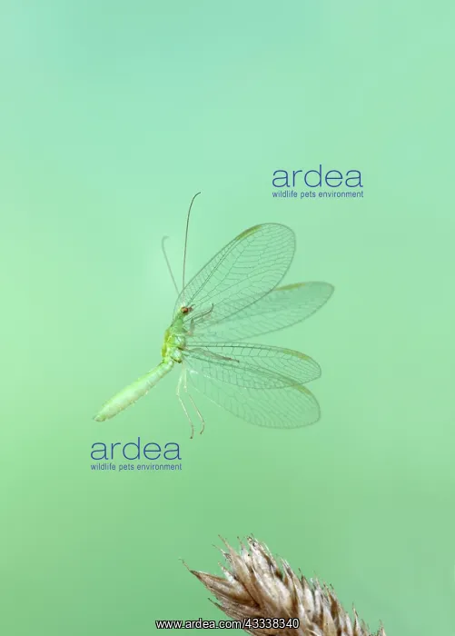 : Green Lacewing - taking off : Green Lacewing - taking off