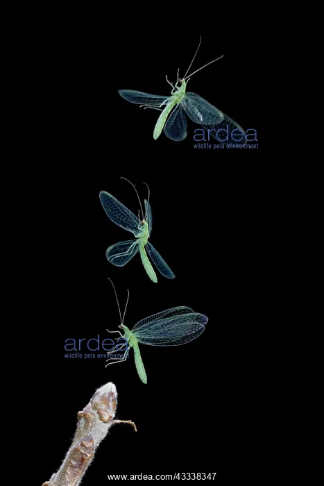 : Green Lacewing - taking off : Green Lacewing - taking off