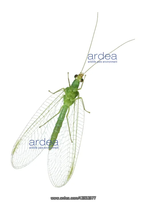 : Green Lacewing - Underside View : Green Lacewing - Underside View
