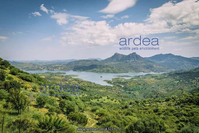: Green landscape with reservoir Zahara-El Gastor : Green landscape with reservoir Zahara-El Gastor