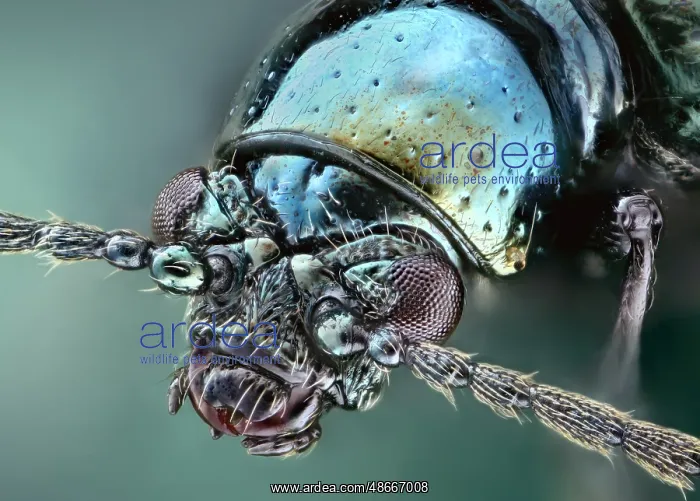 : Green leaf beetle (Oulema gallaeciana) : Green leaf beetle (Oulema gallaeciana)