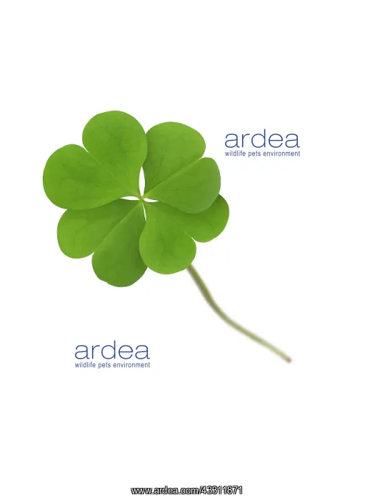 : Green Four Leaf Clover - with white background : Green Four Leaf Clover - with white background