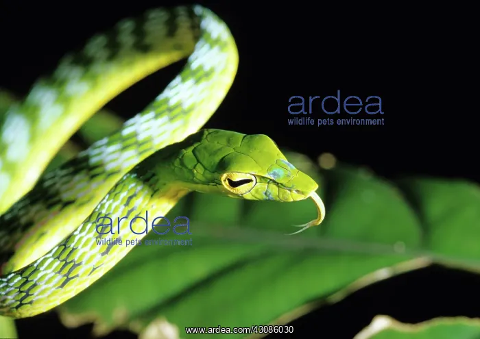  : Green Leaf Snake