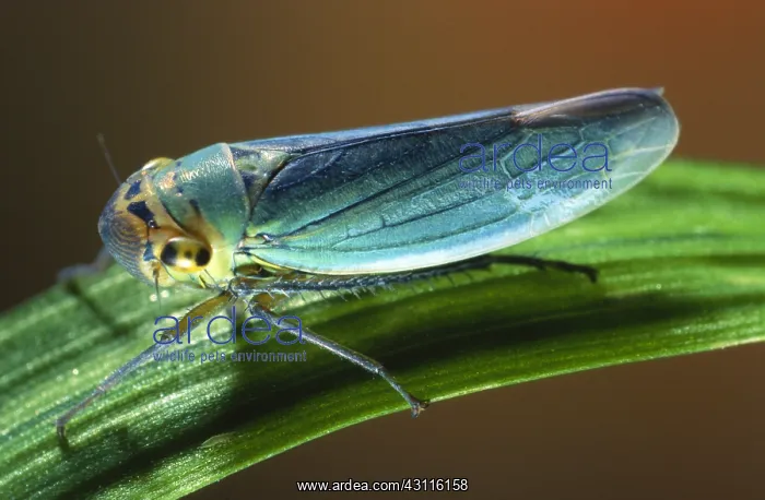 : Green Leafhopper : Green Leafhopper