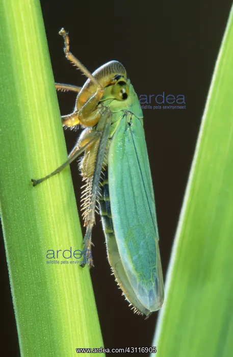 : Green Leafhopper : Green Leafhopper