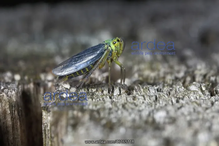 : Green Leafhopper : Green Leafhopper