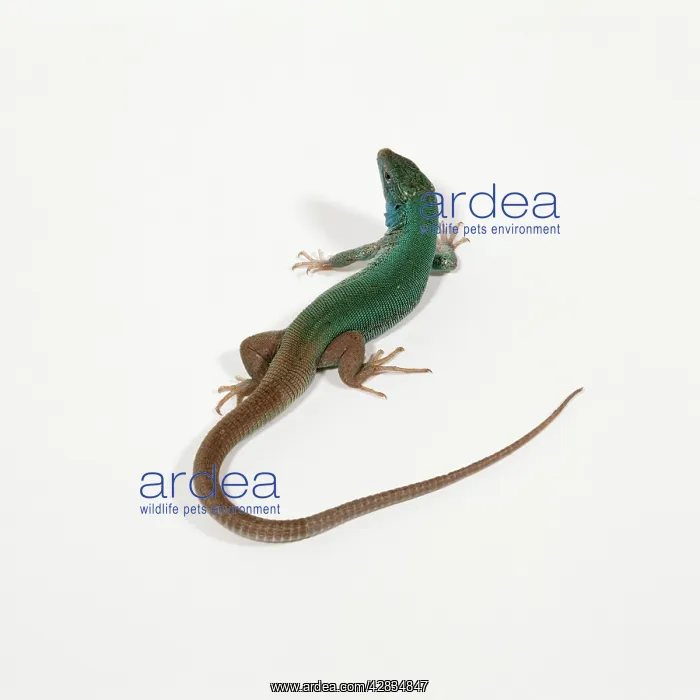  : Green LIZARD