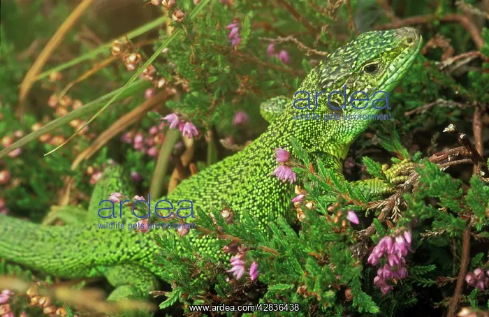 : Green Lizard : Green Lizard