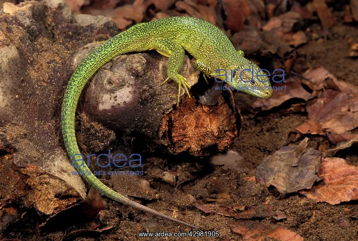 : Green lizard : Green lizard