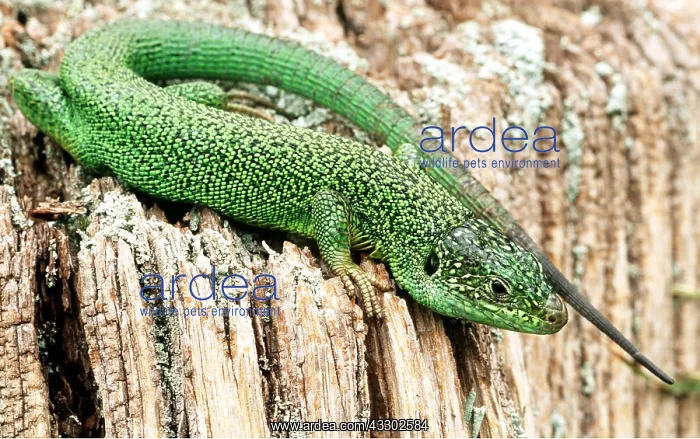: GREEN LIZARD : GREEN LIZARD