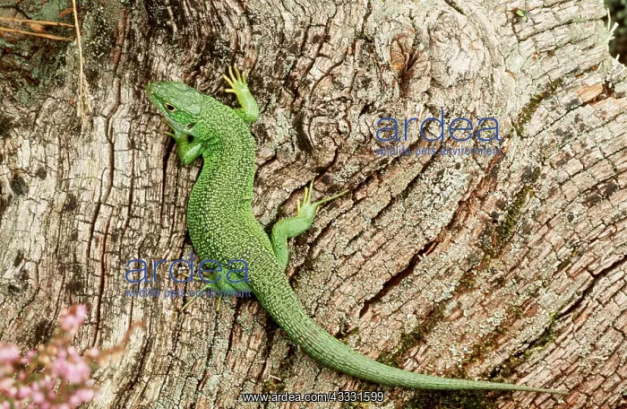: GREEN LIZARD : GREEN LIZARD