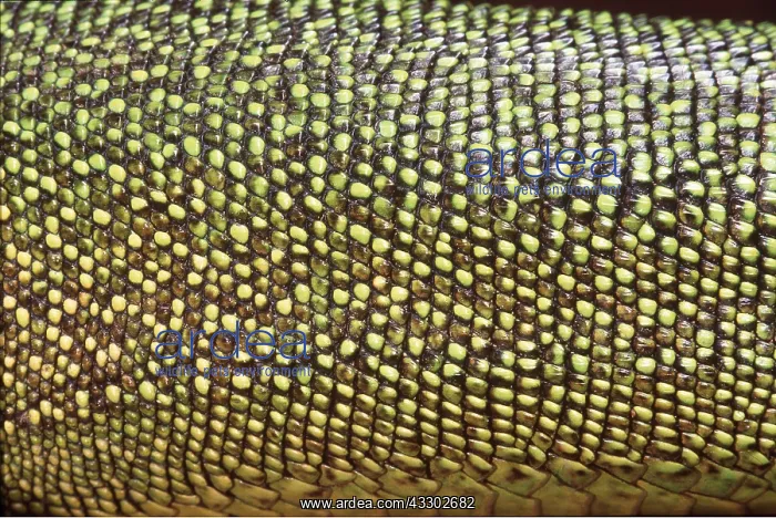 : GREEN LIZARD - C / U SKIN : GREEN LIZARD - C / U SKIN