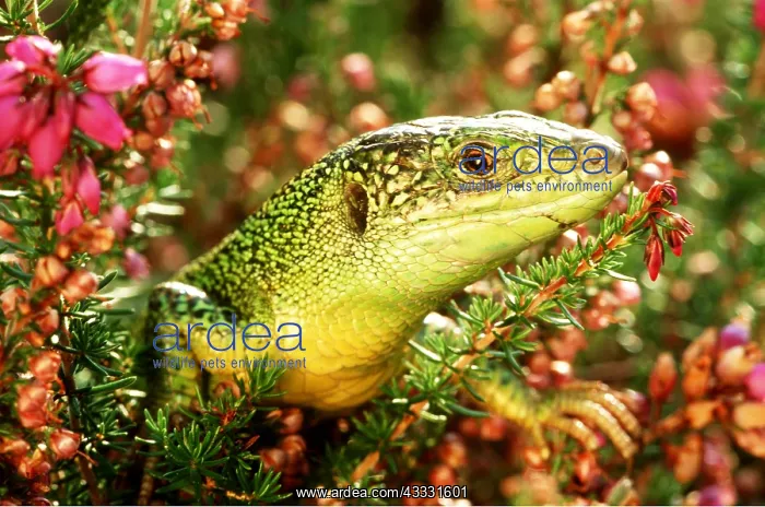 : GREEN LIZARD - Close up of head : GREEN LIZARD - Close up of head