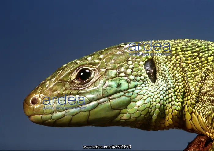 : GREEN LIZARD - portrait of head : GREEN LIZARD - portrait of head