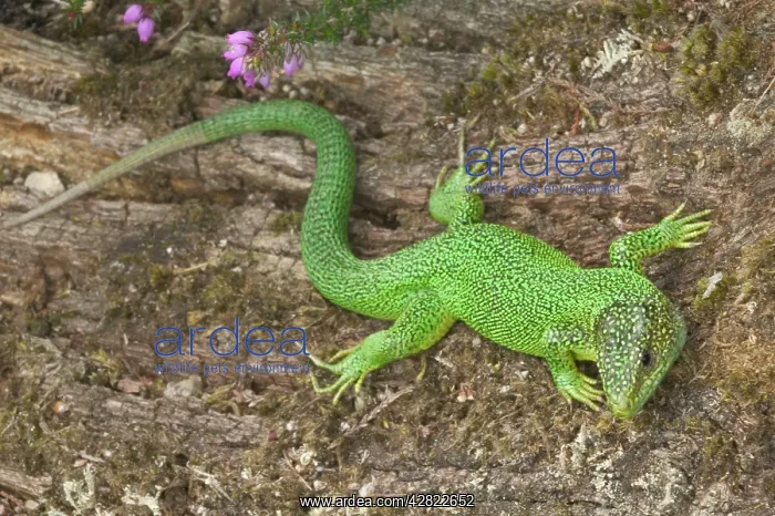 : Green Lizard - Western European native : Green Lizard - Western European native