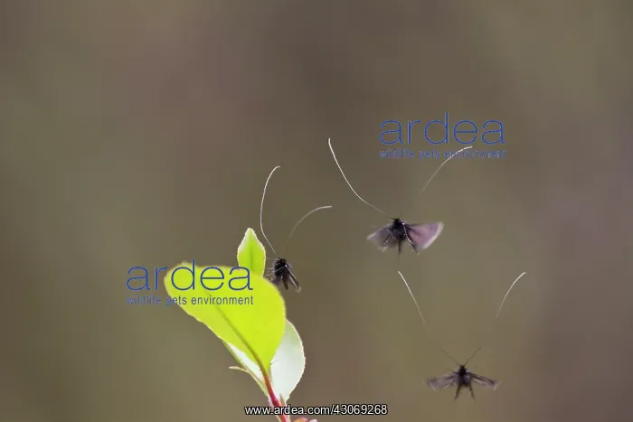 : Green Longhorn : Green Longhorn