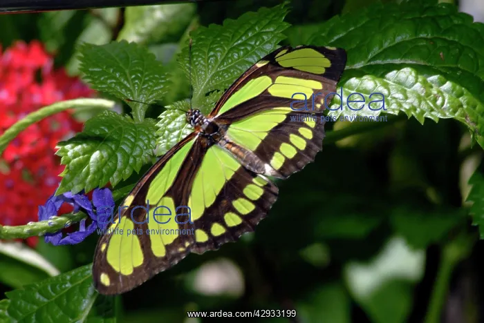: Green Longwing Butterfly : Green Longwing Butterfly