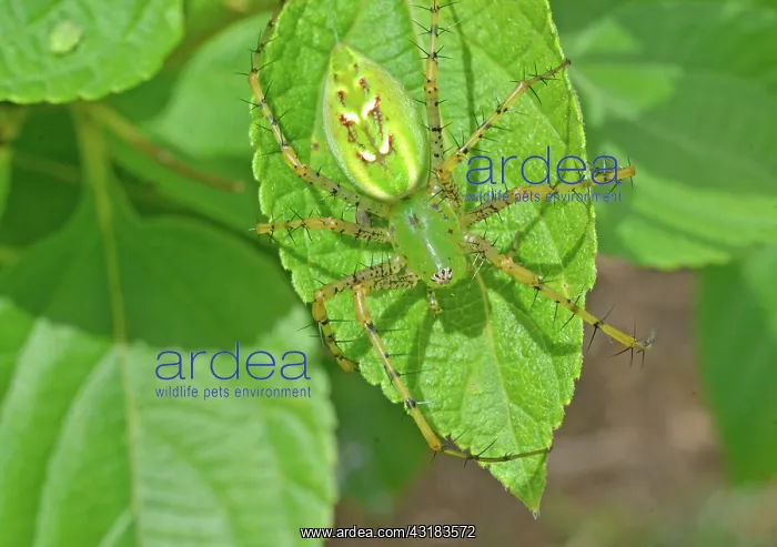 : Green Lynx Spider : Green Lynx Spider