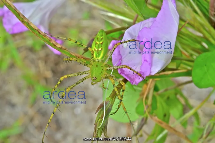 : Green Lynx Spider : Green Lynx Spider
