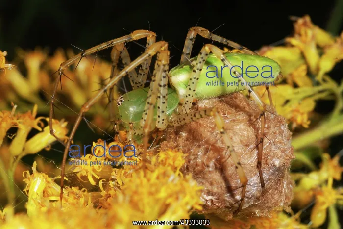 : Green Lynx Spider : Green Lynx Spider