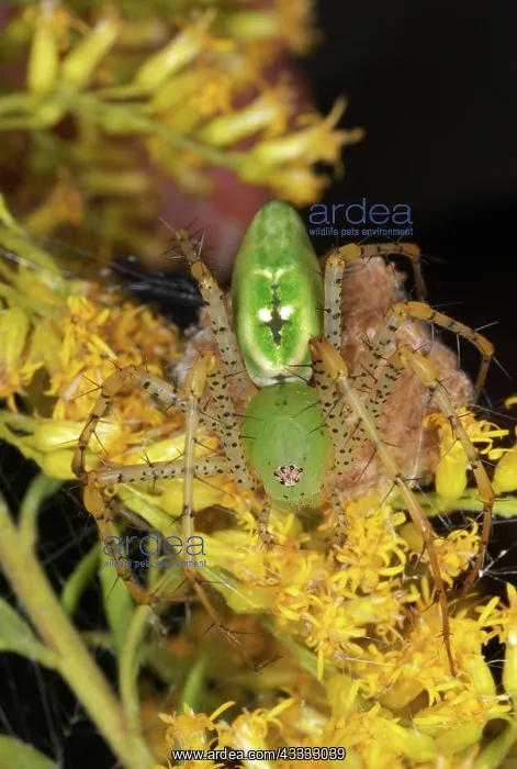 : Green Lynx Spider : Green Lynx Spider