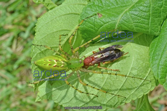 : Green Lynx Spider with prey : Green Lynx Spider with prey