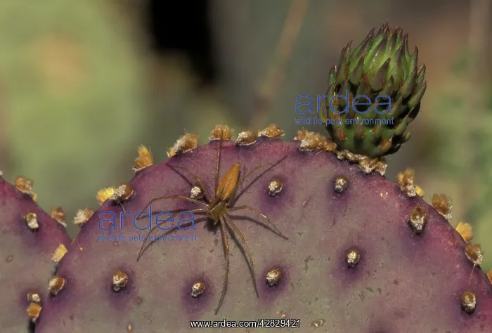 : Green Lynx Spider - On prickly pear : Green Lynx Spider - On prickly pear