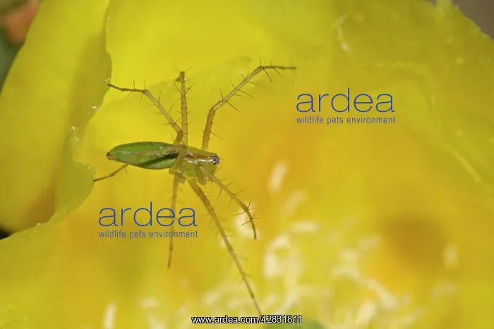: Green Lynx Spider - on prickly pear blossom, awaiting : Green Lynx Spider - on prickly pear blossom, awaiting