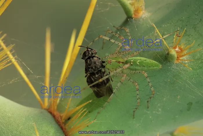 : Green Lynx Spider - On prickly pear with captive prey : Green Lynx Spider - On prickly pear with captive prey
