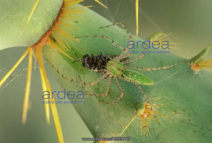 : Green Lynx Spider - On prickly pear with captive prey : Green Lynx Spider - On prickly pear with captive prey