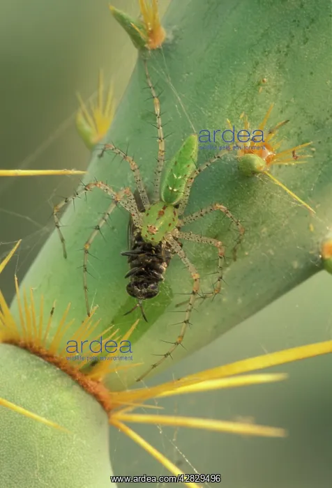 : Green Lynx Spider - On prickly pear with prey : Green Lynx Spider - On prickly pear with prey