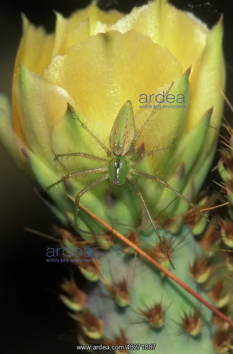 : Green Lynx Spider (Puecetia viridans) - On prickly pear blos : Green Lynx Spider (Puecetia viridans) - On prickly pear blos