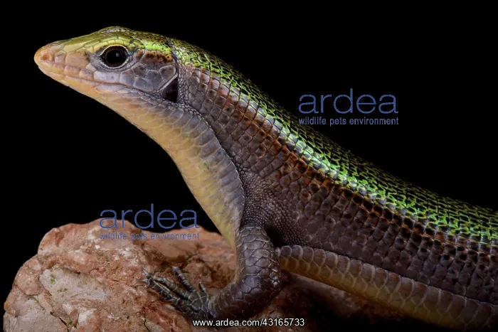: Green Madagascar girdled lizard (Zonosaurus haraldmeieri) : Green Madagascar girdled lizard (Zonosaurus haraldmeieri)