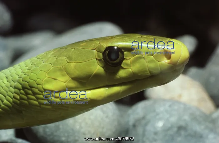 : Green Mamba : Green Mamba