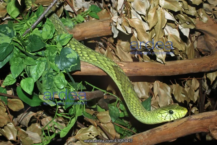 : Green Mamba : Green Mamba