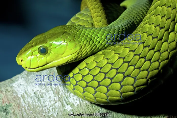 : Green Mamba : Green Mamba