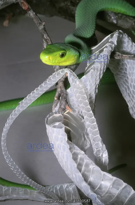 : Green Mamba with shed skin : Green Mamba with shed skin