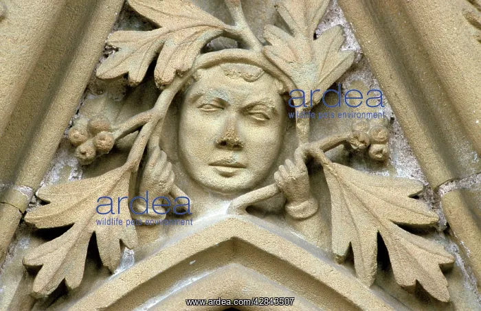 : Green Man in Southwell Minster : Green Man in Southwell Minster
