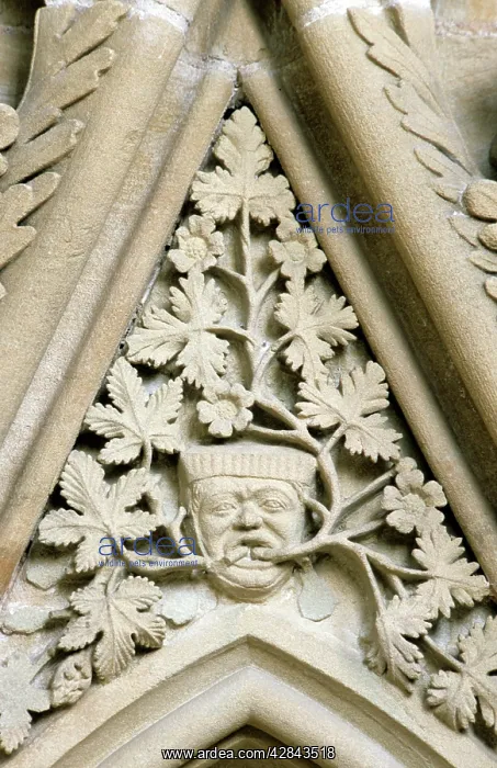 : Green Man in Southwell Minster : Green Man in Southwell Minster