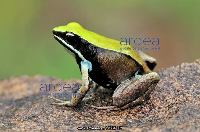  : Green Mantella
