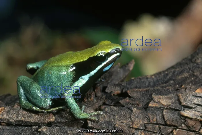 : Green Mantella : Green Mantella