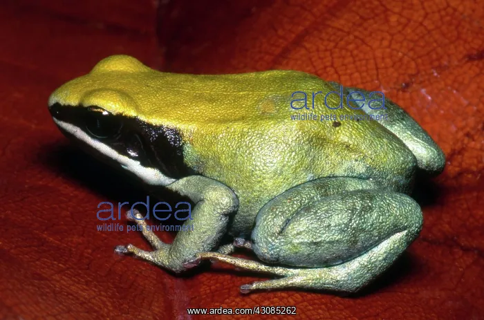 : Green Mantella : Green Mantella
